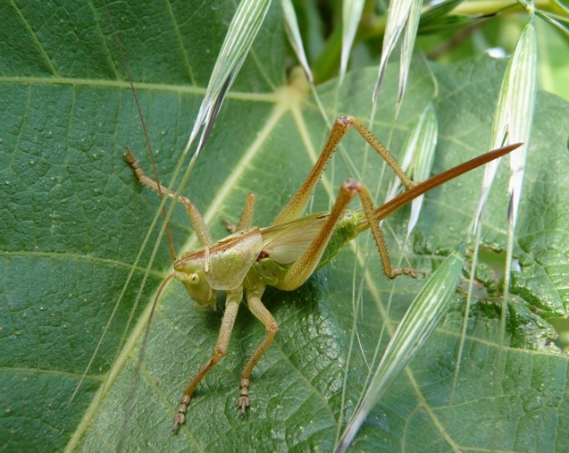 Ninfa di Tettigonia sp.